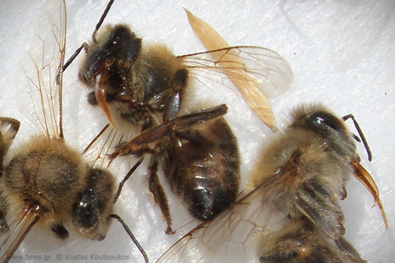 Οι μέλισσες εκπέμπουν SOS για την κλιματική αλλαγή (video) - Φωτογραφία 2