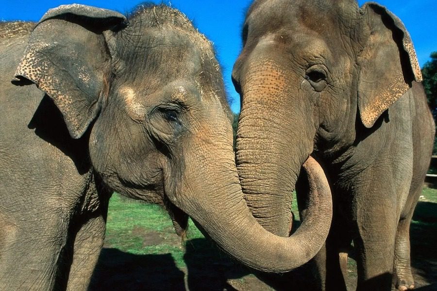 Μέχρι που μπορεί να φτάσει η «μνήμη του ελέφαντα»; - Φωτογραφία 1