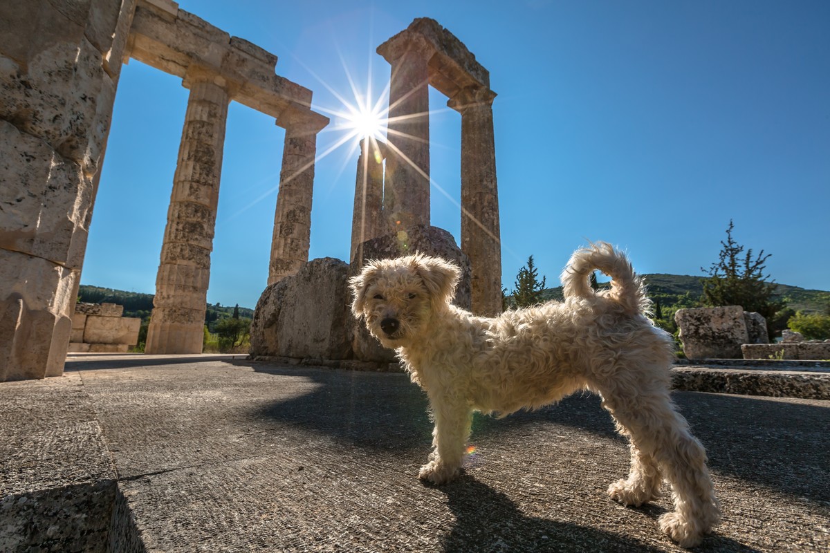 Οι αρχαίοι Έλληνες διάλεγαν με έναν πολύ περίεργο τρόπο το όνομα του σκύλου τους - Φωτογραφία 1