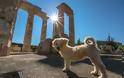 Οι αρχαίοι Έλληνες διάλεγαν με έναν πολύ περίεργο τρόπο το όνομα του σκύλου τους