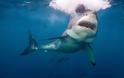 Σέρφερ έπαθε σοκ όταν χρησιμοποίησε το drone και είδε ότι ήταν περικυκλωμένος από καρχαρίες (video)