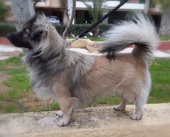 Σκύλος Κοκόνι: Τετραπέρατος, γεμάτος θάρρος και βέρος Έλληνας - Φωτογραφία 4