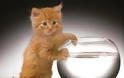 Απίστευτη γάτα αρπάζει ψάρι από πάγκο ψαρά και αυτός... την υιοθετεί! (video)