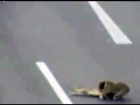 Βίντεο: Ατρόμητος σκύλος σώζει άλλο σκύλο από βέβαιο θάνατο - Φωτογραφία 1