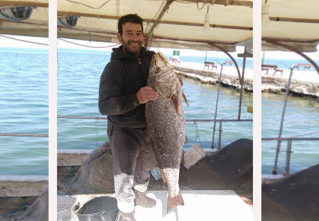 Απίστευτη ψαριά στη ΒΟΝΙΤΣΑ: Έπιασε ψάρι (Κρανιός) 25 κιλών! - Φωτογραφία 1