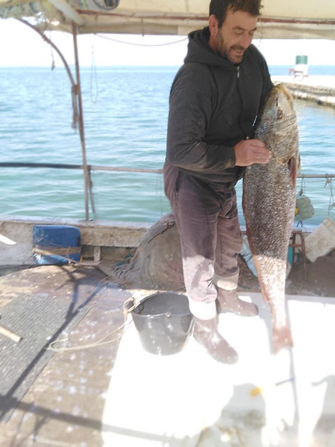 Απίστευτη ψαριά στη ΒΟΝΙΤΣΑ: Έπιασε ψάρι (Κρανιός) 25 κιλών! - Φωτογραφία 2