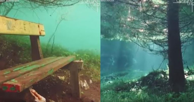 Αυτό το δάσος βρίσκεται κάτω από την επιφάνεια της θάλασσας. (VIDEO) - Φωτογραφία 1