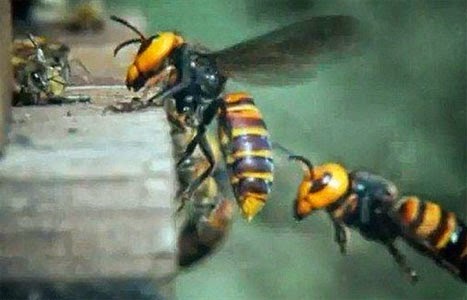 30 «Σφήκες της Κολάσεως» κατασπαράζουν 30.000 μέλισσες! (video) - Φωτογραφία 1