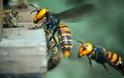 30 «Σφήκες της Κολάσεως» κατασπαράζουν 30.000 μέλισσες! (video)