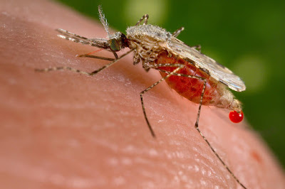 Μπορούν τα κουνούπια να μεταδώσουν τον κοροναϊό; - Φωτογραφία 1