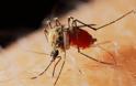 Που οφείλεται η εγκεφαλίτιδα; Μπορεί να προκληθεί από κουνούπια; Οδηγίες Προφύλαξης - Φωτογραφία 3
