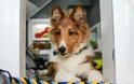ΚΑΤΑΣΚΕΥΕΣ - Αυτός ο δημιουργικός ιδιοκτήτης κατοικιδίου έφτιαξε το τέλειο σκυλόσπιτο - Φωτογραφία 10