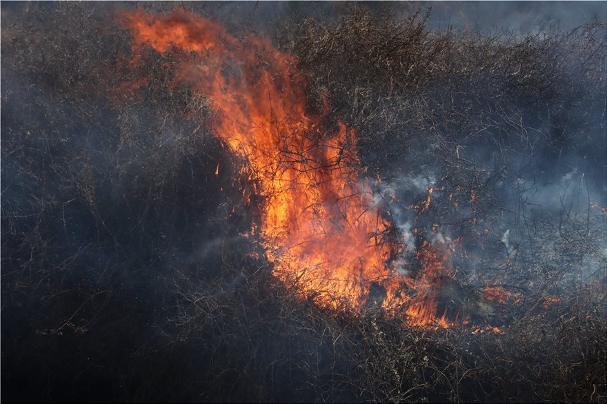 Έβρος: Μετανάστες έβαλαν φωτιά σε δασική έκταση στο χωριό Στέρνα και στο Νεοχώρι - Φωτογραφία 3