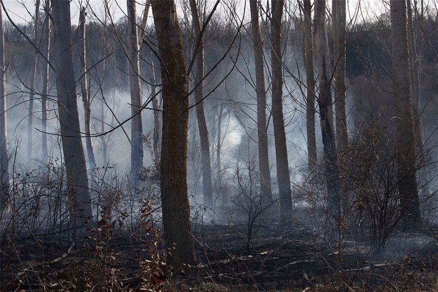 Έβρος: Μετανάστες έβαλαν φωτιά σε δασική έκταση στο χωριό Στέρνα και στο Νεοχώρι - Φωτογραφία 6