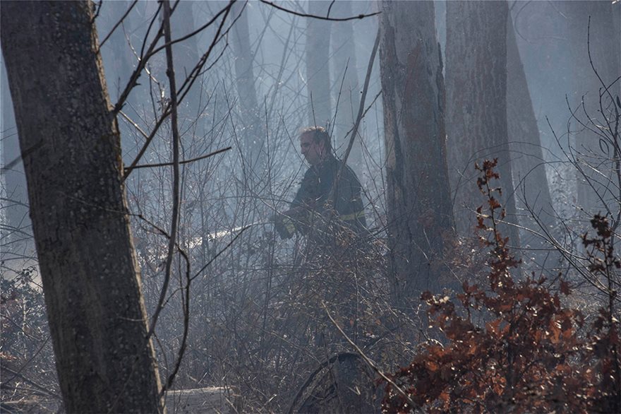 Έβρος: Μετανάστες έβαλαν φωτιά σε δασική έκταση στο χωριό Στέρνα και στο Νεοχώρι - Φωτογραφία 8
