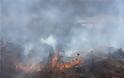Έβρος: Μετανάστες έβαλαν φωτιά σε δασική έκταση στο χωριό Στέρνα και στο Νεοχώρι - Φωτογραφία 2
