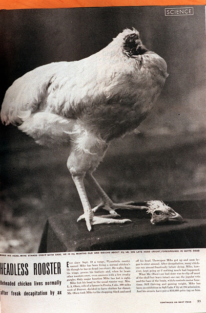 Μάικ, το ακέφαλο κοτόπουλο -Κατάφερε να ζήσει δύο χρόνια μετά τον αποκεφαλισμό του - Φωτογραφία 2
