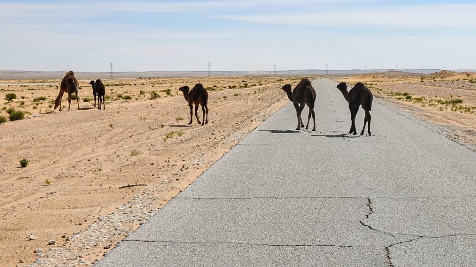 Λιβύη χάνει και τις καμήλες της εξαιτίας των επιθέσεων - Φωτογραφία 1