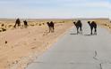 Λιβύη χάνει και τις καμήλες της εξαιτίας των επιθέσεων