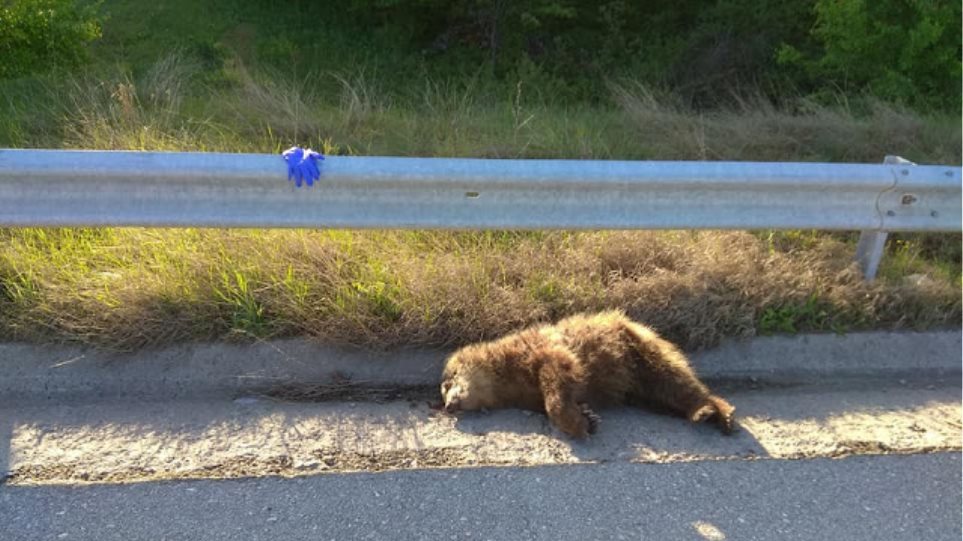 Φλώρινα: Αρκουδάκι εντοπίστηκε νεκρό στον δρόμο - Φωτογραφία 1