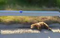 Φλώρινα: Αρκουδάκι εντοπίστηκε νεκρό στον δρόμο