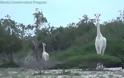 Κένυα: Λαθροκυνηγοί σκότωσαν σπάνιες λευκές καμηλοπαρδάλεις - Φωτογραφία 1