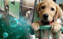 Καλά Νέα: Αρνητικό το τεστ του σκύλου που ήταν θετικό στον κοροναϊό