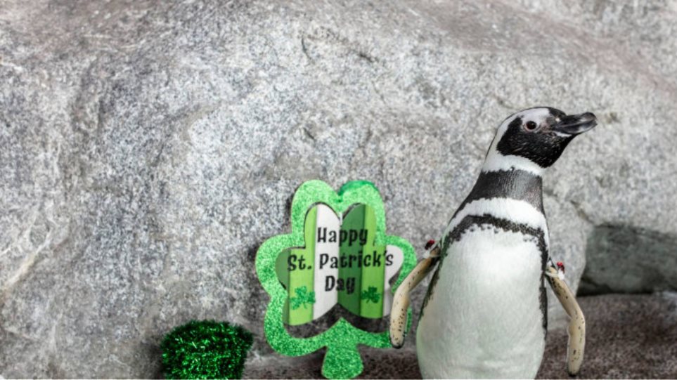 Σικάγο: Έκλεισε ενυδρείο - Οι πιγκουίνοι περιπλανώνται ελεύθερα - Φωτογραφία 1