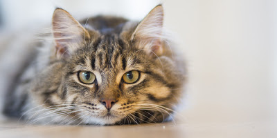 Γάτος βρέθηκε θετικός στον κορωνοϊό – Τι αναφέρουν οι ειδικοί - Φωτογραφία 1