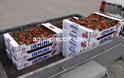 Δωρεάν ένα τόνο φράουλες και στο π. Δήμο Μεδεώνος με πρωτοβουλία της Περιφέρειας Δυτ. Ελλάδος - Φωτογραφία 11