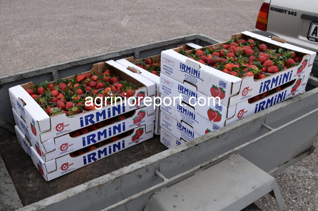 Δωρεάν  ένα τόνο φράουλες και στο π. Δήμο Μεδεώνος με πρωτοβουλία της Περιφέρειας Δυτ. Ελλάδος - Φωτογραφία 11