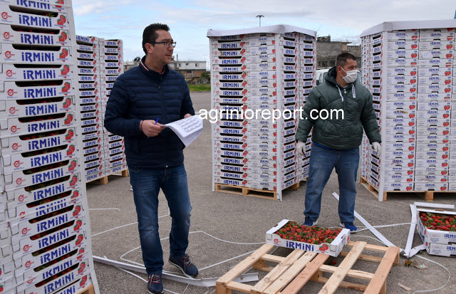Δωρεάν  ένα τόνο φράουλες και στο π. Δήμο Μεδεώνος με πρωτοβουλία της Περιφέρειας Δυτ. Ελλάδος - Φωτογραφία 6