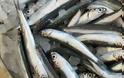 Σαρδέλα: To ψάρι που βρίσκεται σε αφθονία & θωρακίζει το ανοσοποιητικό μας;