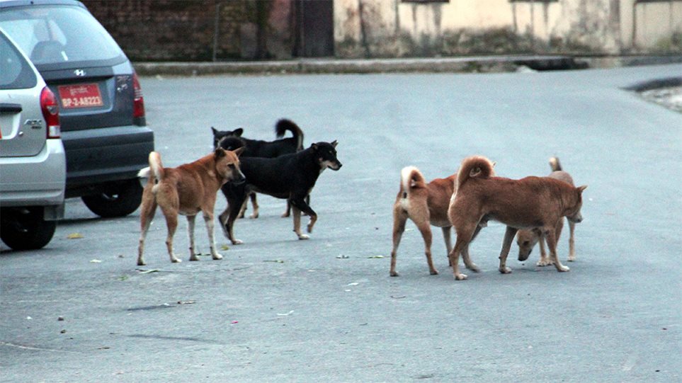 Αγέλη σκύλων επιτέθηκε σε 22χρονο, στο Σέιχ Σου - Φωτογραφία 1