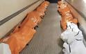 Κορονοϊός: Φρίκη στη Νέα Υόρκη -Φορτώνουν πτώματα σε φορτηγά ψυγεία έξω από τα νοσοκομεία (video)