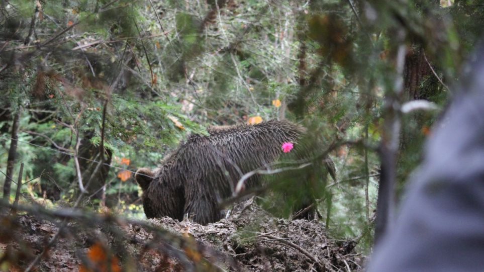 Γρεβενά - Καστοριά: Επιδρομές αρκούδων σε κοτέτσια χωριών - Φωτογραφία 1