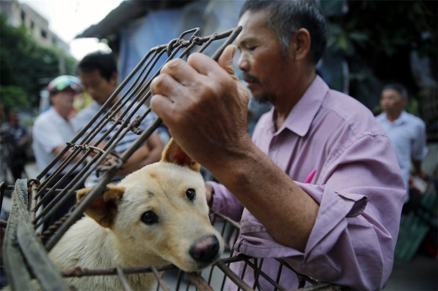 Κίνα: Η Σεντζέν απαγορεύει με «ιστορική απόφαση» την κατανάλωση γατιών και σκύλων - Φωτογραφία 2