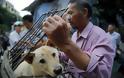 Κίνα: Η Σεντζέν απαγορεύει με «ιστορική απόφαση» την κατανάλωση γατιών και σκύλων - Φωτογραφία 1