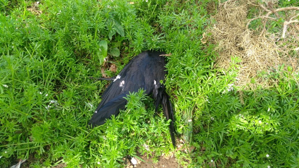Δεκάδες άγρια πουλιά νεκρά γύρω από τον ΧΥΤΑ Αμαρίου - Φωτογραφία 2