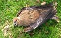 Δεκάδες άγρια πουλιά νεκρά γύρω από τον ΧΥΤΑ Αμαρίου