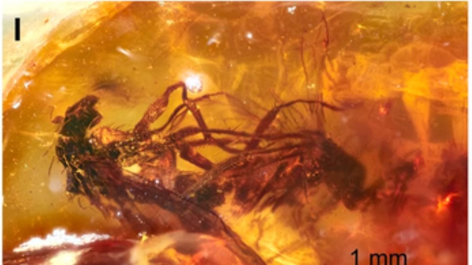 Πορνό: Απολιθωμένα έντομα έδωσαν τα πρώτα δείγματα - Φωτογραφία 1