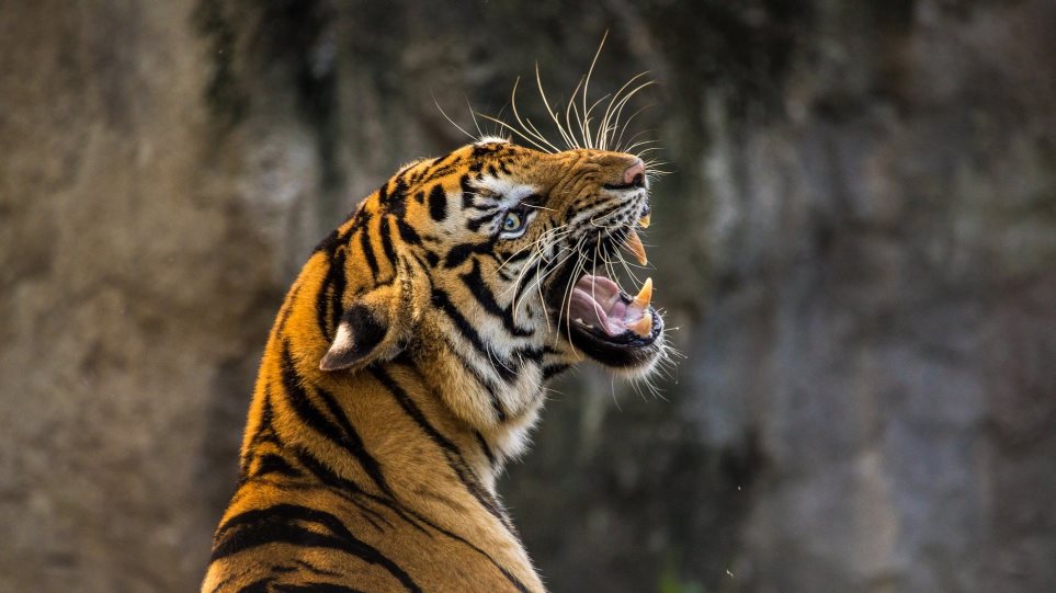 ΗΠΑ: Τίγρης βρέθηκε θετική στον ιό - Φωτογραφία 1