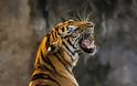 ΗΠΑ: Τίγρης βρέθηκε θετική στον ιό