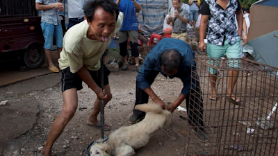 Ο ΟΗΕ καλεί να απαγορευτούν οι αγορές αγρίων ζώων όπως της Κίνας - Φωτογραφία 1