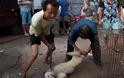 Ο ΟΗΕ καλεί να απαγορευτούν οι αγορές αγρίων ζώων όπως της Κίνας