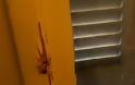 Αθήνα: Ένοπλος ταμπουρώθηκε σε διαμέρισμα - Φωτογραφία 5