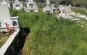 Πνιγμένο» στα χόρτα το νεκροταφείο στον ΠΡΟΔΡΟΜΟ Ξηρομέρου - Φωτογραφία 3