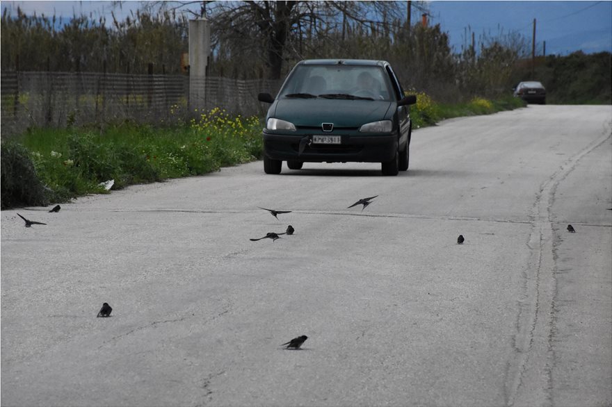 Χιλιάδες νεκρά χελιδόνια λόγω των ισχυρών ανέμων στην Ελλάδα - Φωτογραφία 4