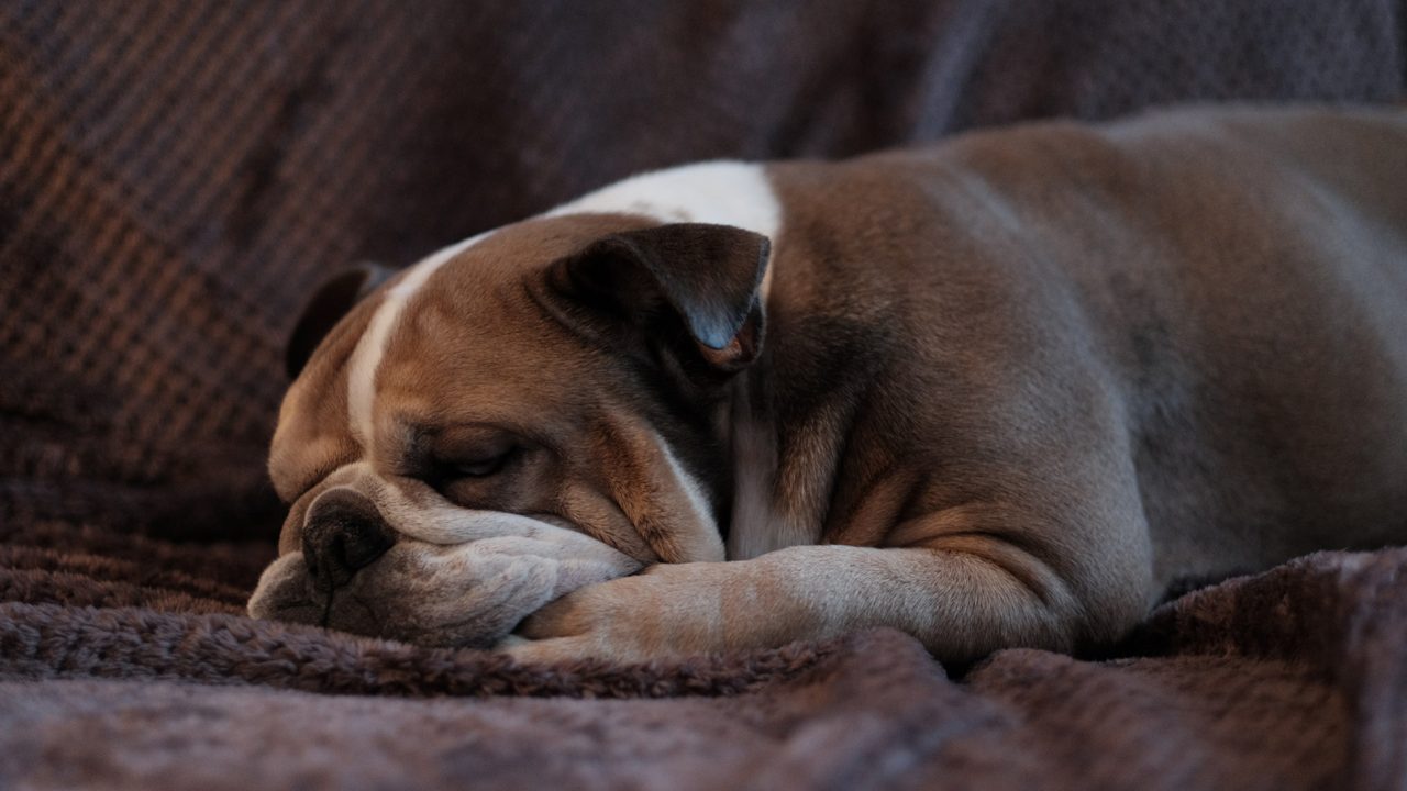 Πόσο υπναράς είναι ο σκύλος και γιατί μας κάνει καλό να κοιμόμαστε μαζί - Φωτογραφία 1