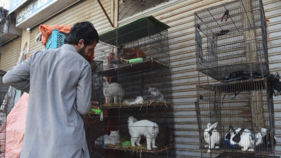 Πακιστάν: Έκλεισαν τα pet shops και παράτησαν τα ζώα που πουλούν να πεθάνουν στα κλουβιά - Φωτογραφία 1